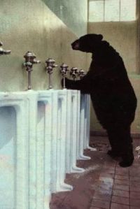 A Bear Using a Urinal